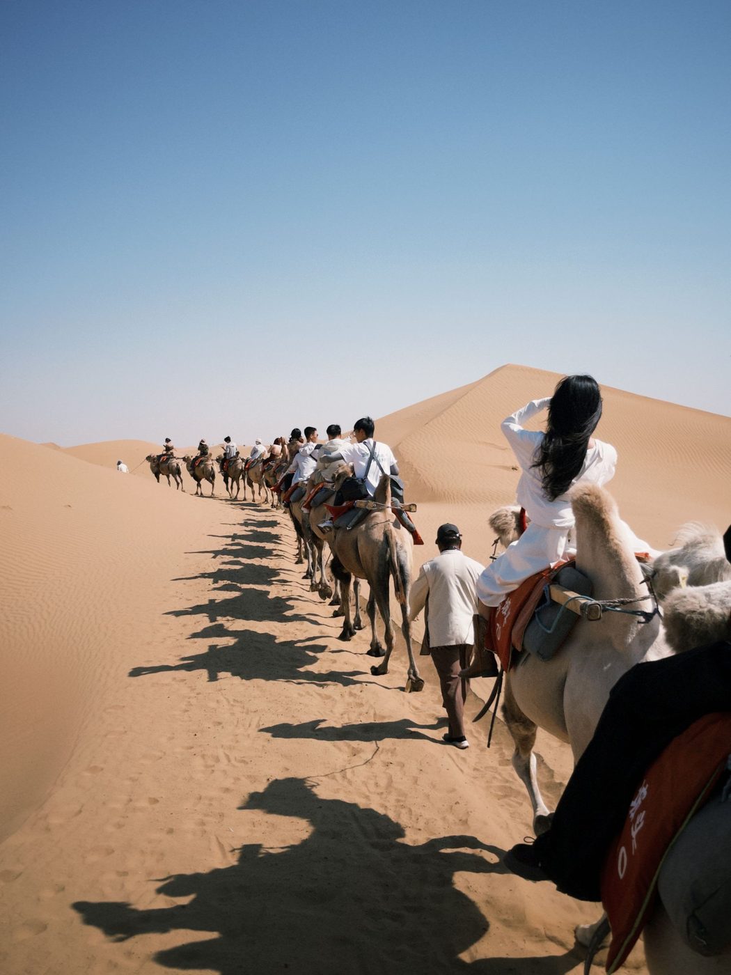 A camel caravan travelling across the desert under a clear blue sky